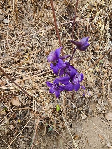 Image of Delphinium umbraculorum by (c) Trevor Harding, some rights reserved (CC BY)