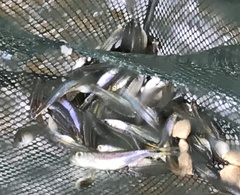 Xiphophorus hellerii