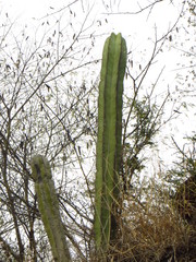 Isolatocereus dumortieri