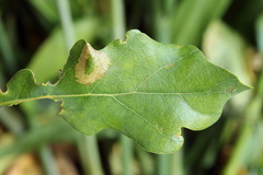Phyllonorycter quercifoliella