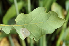 Phyllonorycter quercifoliella