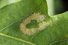 Phyllonorycter quercifoliella