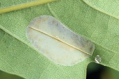 Phyllonorycter quercifoliella