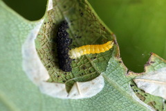 Phyllonorycter quercifoliella
