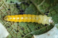 Phyllonorycter quercifoliella
