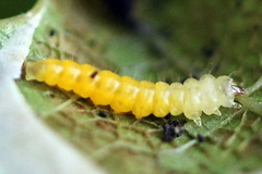 Phyllonorycter quercifoliella