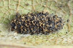 Phyllonorycter quercifoliella