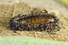 Phyllonorycter quercifoliella