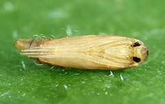 Phyllonorycter quercifoliella