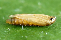 Phyllonorycter quercifoliella