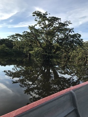 Macrolobium acaciifolium