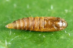 Phyllonorycter quercifoliella