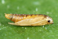 Phyllonorycter quercifoliella