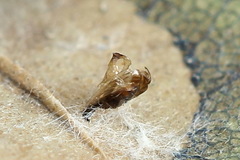 Phyllonorycter quercifoliella