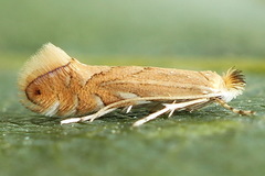 Phyllonorycter quercifoliella