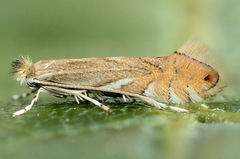 Phyllonorycter quercifoliella