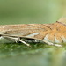 Phyllonorycter quercifoliella - Photo (c) Andrey Ponomarev, μερικά δικαιώματα διατηρούνται (CC BY-NC), uploaded by Andrey Ponomarev