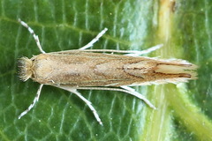 Phyllonorycter quercifoliella