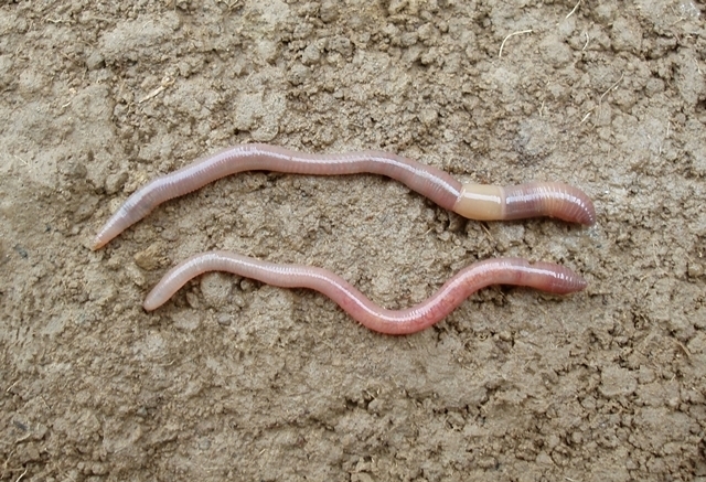 EENY-532/IN946: Earthworm, suborder Crassiclitellata, cohort