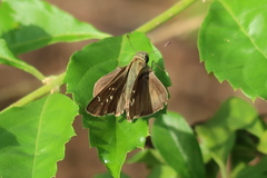 Pelopidas mathias mathias