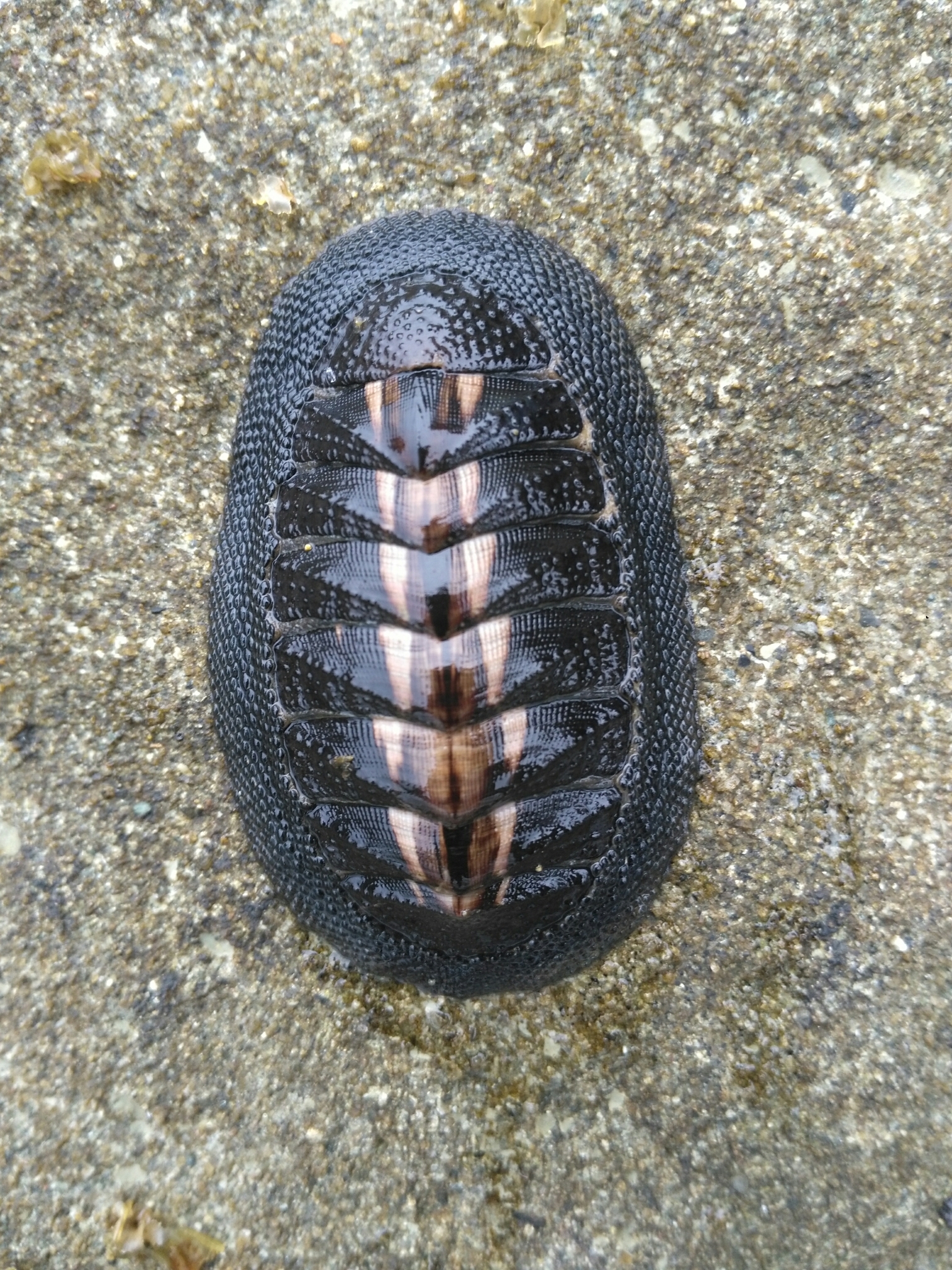 chiton sp