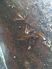 Mazzaella laminarioides