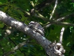 Yungipicus moluccensis