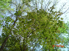 Acer skutchii