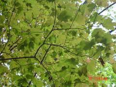 Acer skutchii