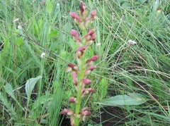 Disa brevicornis