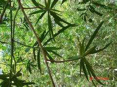 Podocarpus matudae