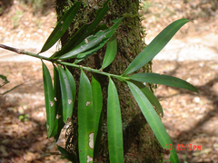 Podocarpus matudae