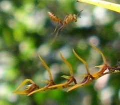 Acianthera ciliata
