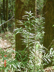 Podocarpus matudae