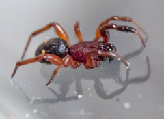Asagena americana