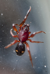 Asagena americana