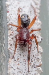 Asagena americana