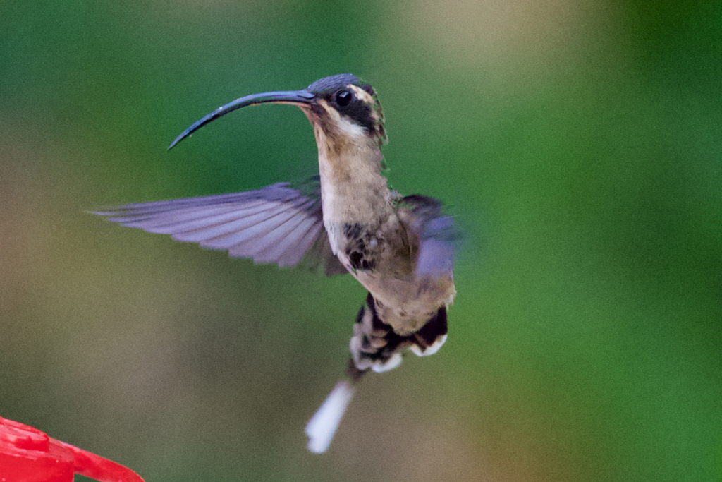 Long-Billed Hermit
