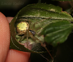 Araneus workmani