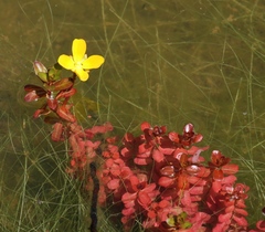 Ludwigia inclinata