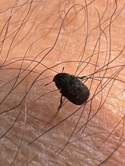Fungus weevil (Anthribus nebulosus)