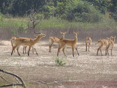 Kobus kob kob
