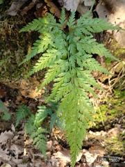 Asplenium adiantum-nigrum