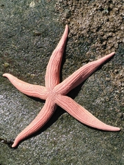 Stichaster striatus