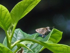 Pelopidas mathias mathias