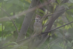 Helopsaltes fasciolatus