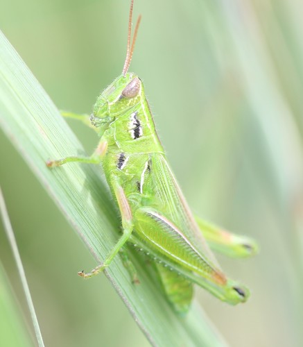 Snakeweed Grasshopper photo 5