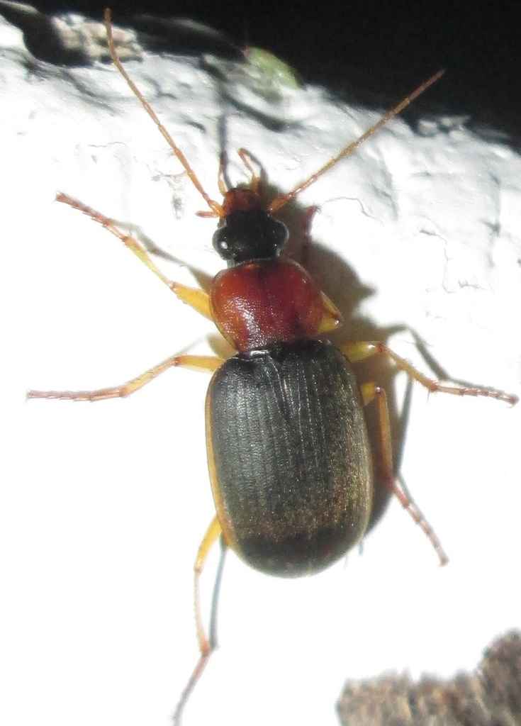 Paracallistoides