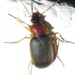 Paracallistoides - Photo Sem direitos reservados, uploaded by Botswanabugs