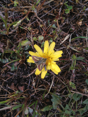 Heliolonche modicella